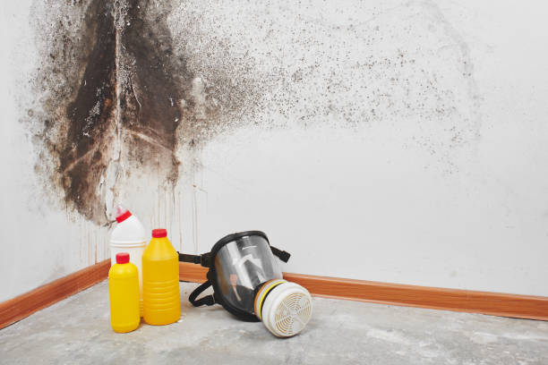 Edgecliff Village, TX Mold Remediation Company