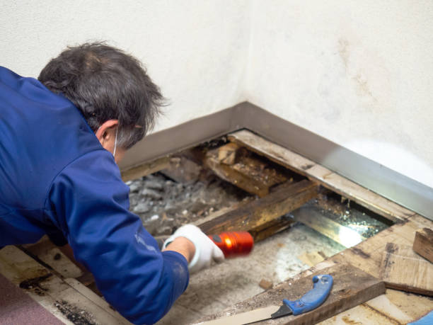 Best Mold Remediation for Specific Building Types in Edgecliff Village, TX