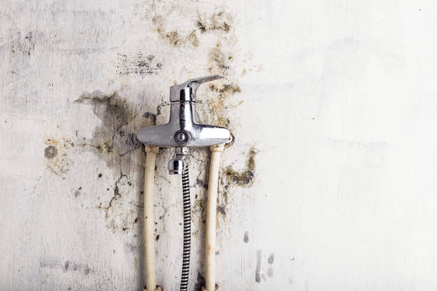 Best Basement Mold Remediation in Edgecliff Village, TX