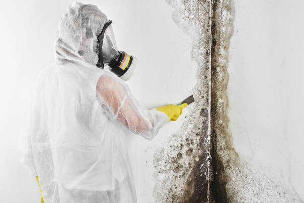 Best Residential Mold Remediation in Edgecliff Village, TX