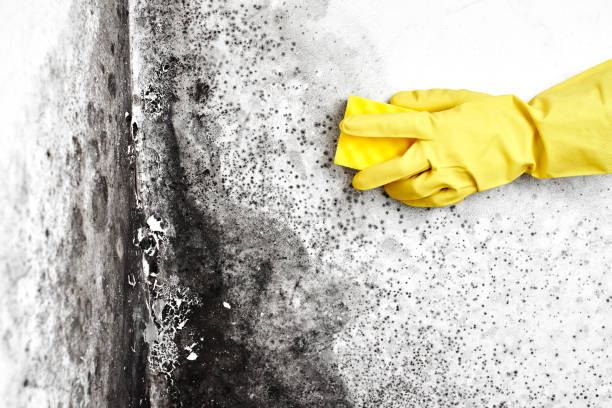 Best Health and Safety Mold Remediation in Edgecliff Village, TX
