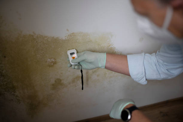 Best Post-Flood Mold Remediation in Edgecliff Village, TX