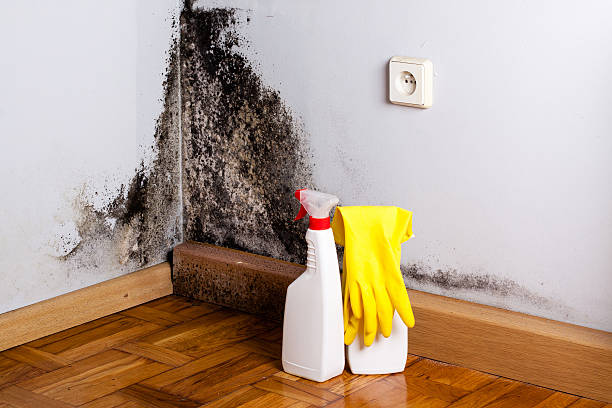 Best Post-Flood Mold Remediation in Edgecliff Village, TX