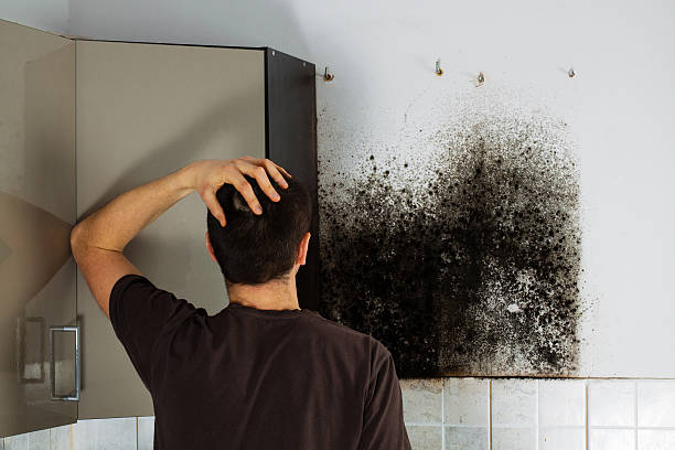 Best Commercial Mold Remediation in Edgecliff Village, TX