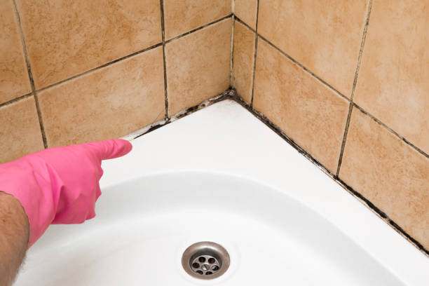 Best DIY Mold Remediation Support Services in Edgecliff Village, TX